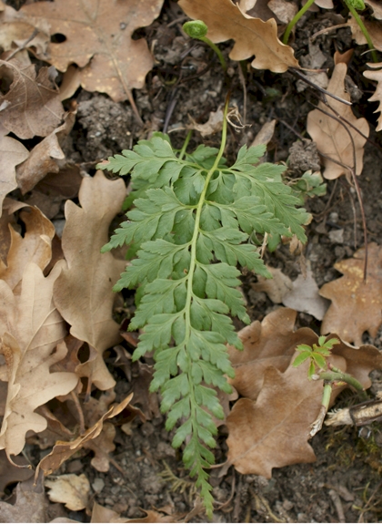 Pflanzenbild gross Schwarzstieliger Streifenfarn - Asplenium adiantum-nigrum