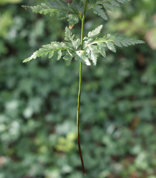 Pflanzenbild gross Schwarzstieliger Streifenfarn - Asplenium adiantum-nigrum