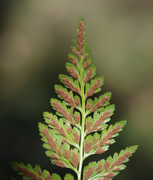 Pflanzenbild gross Schwarzstieliger Streifenfarn - Asplenium adiantum-nigrum