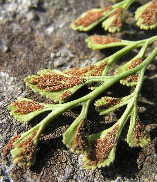Pflanzenbild gross Mauerraute - Asplenium ruta-muraria