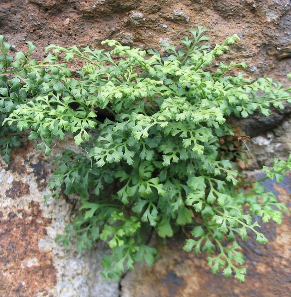 Pflanzenbild gross Mauerraute - Asplenium ruta-muraria