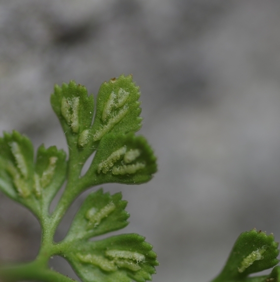 Pflanzenbild gross Mauerraute - Asplenium ruta-muraria