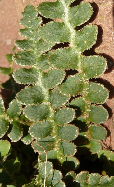 Pflanzenbild gross Schriftfarn - Asplenium ceterach