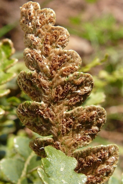 Pflanzenbild gross Schriftfarn - Asplenium ceterach