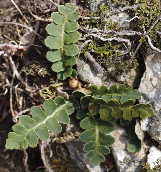 Pflanzenbild gross Schriftfarn - Asplenium ceterach