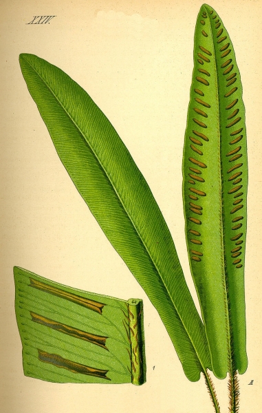 Pflanzenbild gross Hirschzunge - Phyllitis scolopendrium