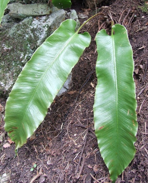 Pflanzenbild gross Hirschzunge - Phyllitis scolopendrium