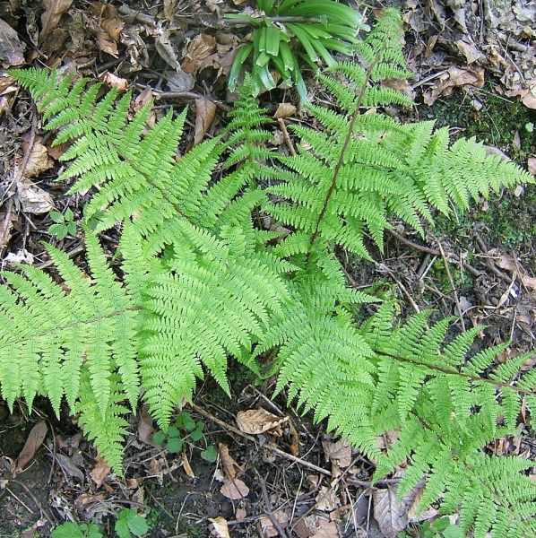 Pflanzenbild gross Wald-Frauenfarn - Athyrium filix-femina