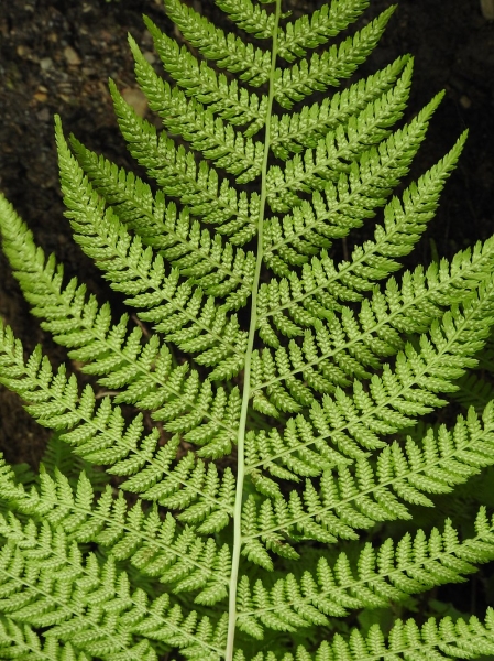 Pflanzenbild gross Wald-Frauenfarn - Athyrium filix-femina