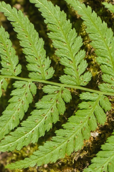Pflanzenbild gross Wald-Frauenfarn - Athyrium filix-femina