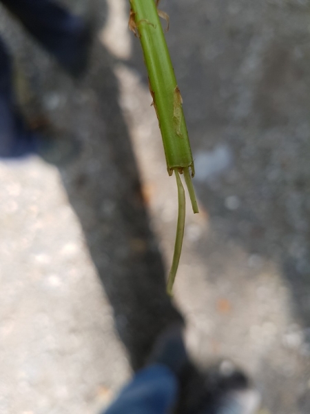Pflanzenbild gross Wald-Frauenfarn - Athyrium filix-femina
