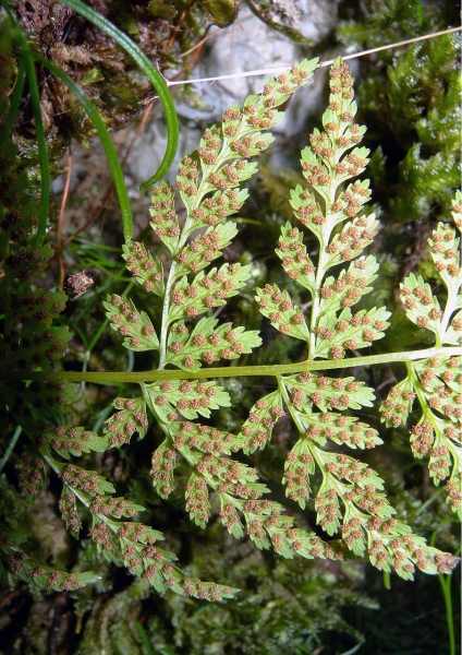 Pflanzenbild gross Zerbrechlicher Blasenfarn - Cystopteris fragilis