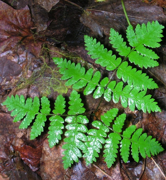 Pflanzenbild gross Eichenfarn - Gymnocarpium dryopteris