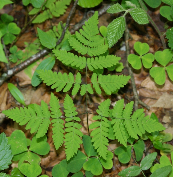 Pflanzenbild gross Eichenfarn - Gymnocarpium dryopteris