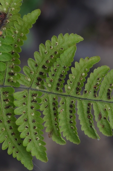 Pflanzenbild gross Ruprechtsfarn - Gymnocarpium robertianum