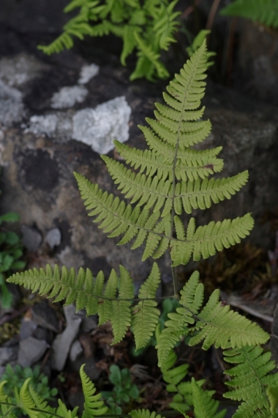 Pflanzenbild gross Ruprechtsfarn - Gymnocarpium robertianum