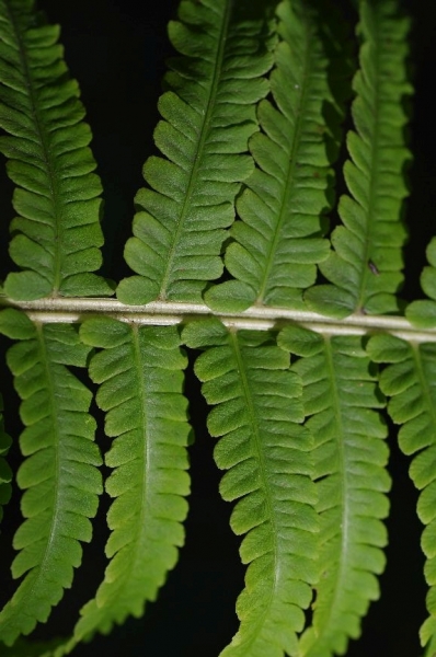 Pflanzenbild gross Straussfarn - Matteuccia struthiopteris