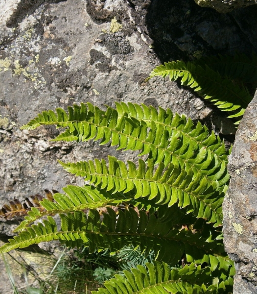 Pflanzenbild gross Lanzenfarn - Polystichum lonchitis