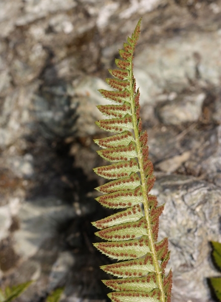 Pflanzenbild gross Lanzenfarn - Polystichum lonchitis