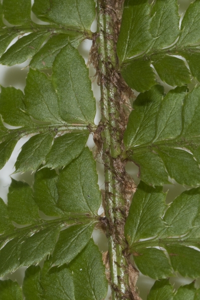 Pflanzenbild gross Gelappter Schildfarn - Polystichum aculeatum