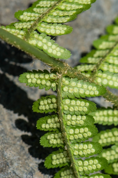 Pflanzenbild gross Echter Wurmfarn - Dryopteris filix-mas