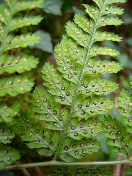 Pflanzenbild gross Breiter Wurmfarn - Dryopteris dilatata