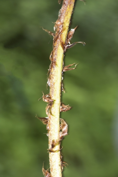 Pflanzenbild gross Breiter Wurmfarn - Dryopteris dilatata