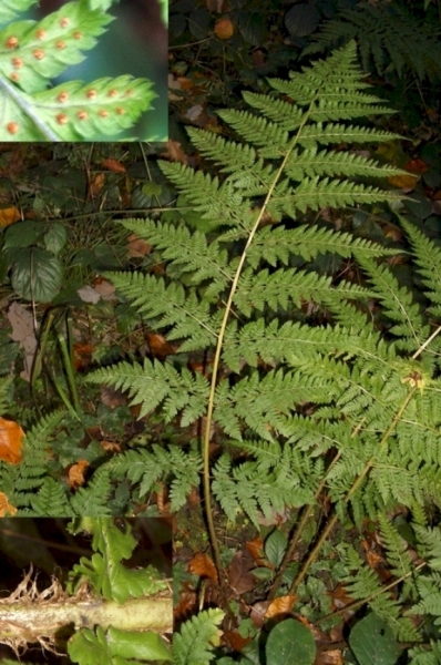 Pflanzenbild gross Breiter Wurmfarn - Dryopteris dilatata