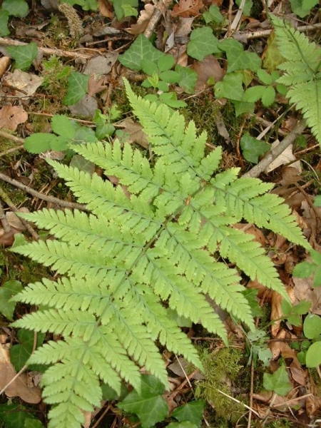 Pflanzenbild gross Dorniger Wurmfarn - Dryopteris carthusiana