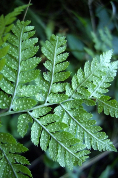 Pflanzenbild gross Dorniger Wurmfarn - Dryopteris carthusiana