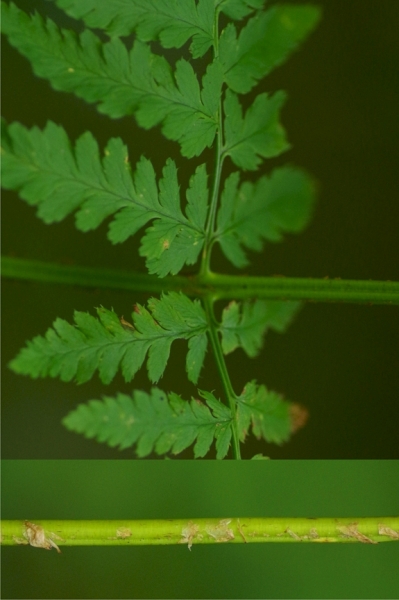 Pflanzenbild gross Dorniger Wurmfarn - Dryopteris carthusiana