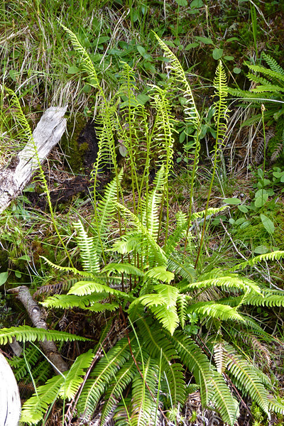 Pflanzenbild gross Rippenfarn - Blechnum spicant
