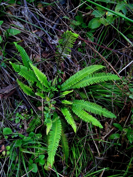 Pflanzenbild gross Rippenfarn - Blechnum spicant