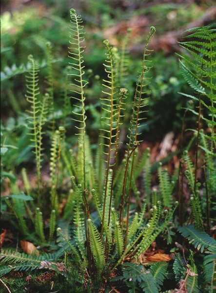 Pflanzenbild gross Rippenfarn - Blechnum spicant
