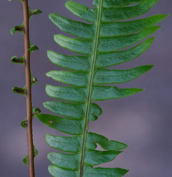 Pflanzenbild gross Rippenfarn - Blechnum spicant