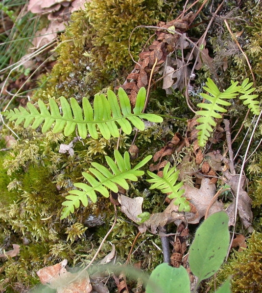 Pflanzenbild gross Gemeiner Tüpfelfarn - Polypodium vulgare