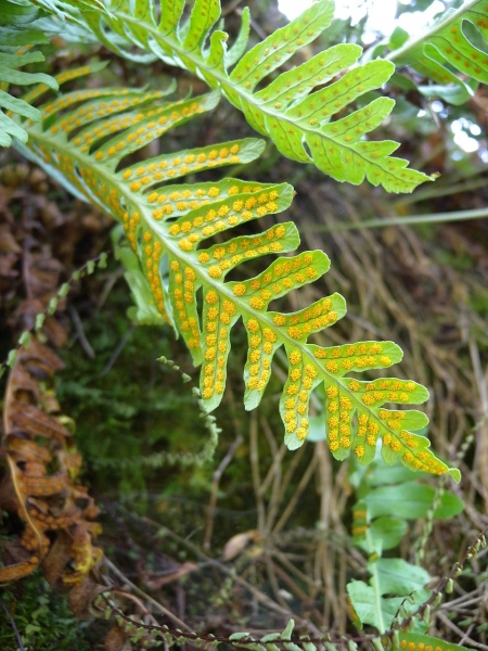 Pflanzenbild gross Gemeiner Tüpfelfarn - Polypodium vulgare