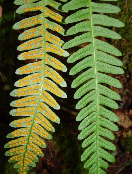 Pflanzenbild gross Gemeiner Tüpfelfarn - Polypodium vulgare