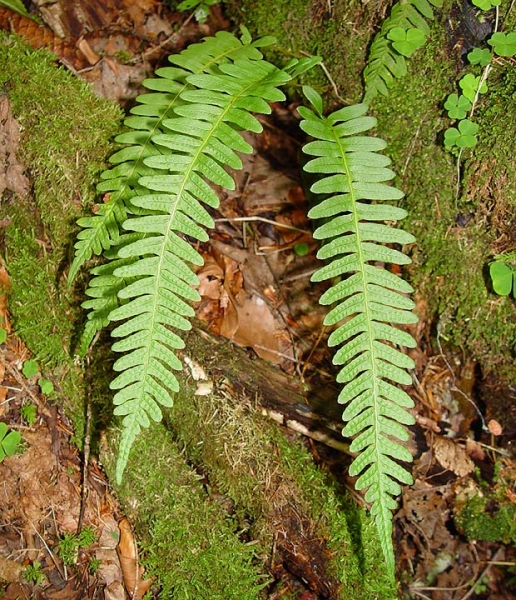 Pflanzenbild gross Gemeiner Tüpfelfarn - Polypodium vulgare
