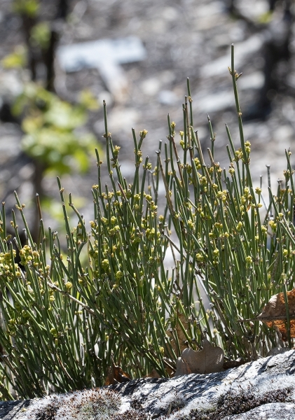 Pflanzenbild gross Schweizer Meerträubchen - Ephedra helvetica