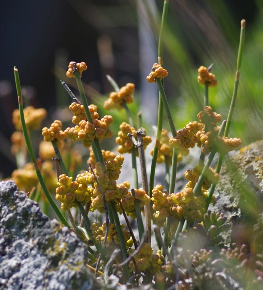 Pflanzenbild gross Schweizer Meerträubchen - Ephedra helvetica