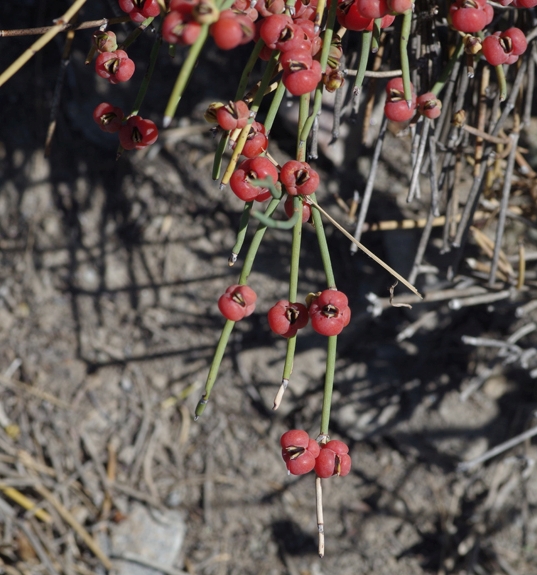 Pflanzenbild gross Schweizer Meerträubchen - Ephedra helvetica