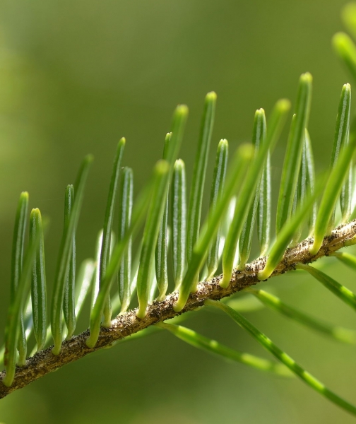 Pflanzenbild gross Tanne - Abies alba