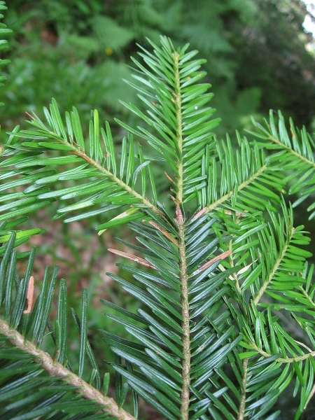 Pflanzenbild gross Tanne - Abies alba