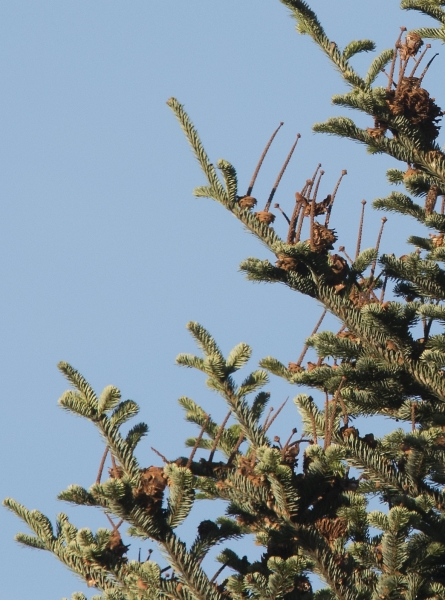 Pflanzenbild gross Tanne - Abies alba