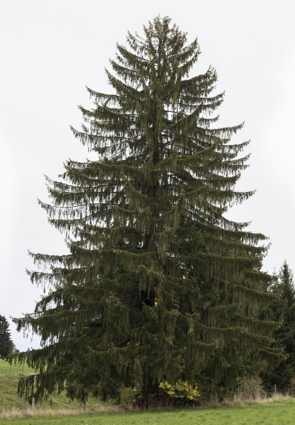 Pflanzenbild gross Fichte - Picea abies
