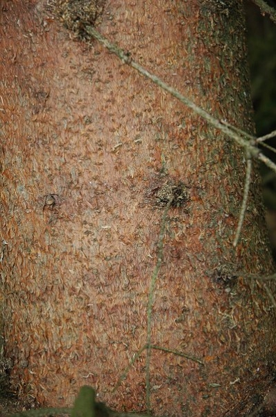 Pflanzenbild gross Fichte - Picea abies