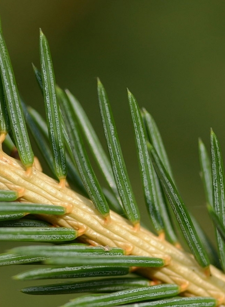 Pflanzenbild gross Fichte - Picea abies