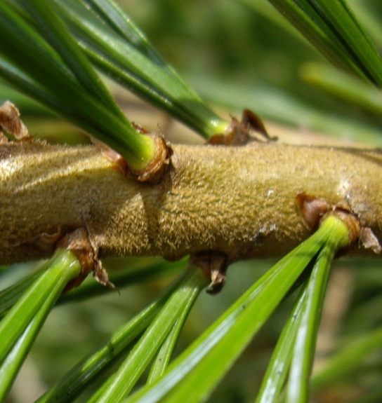 Pflanzenbild gross Arve - Pinus cembra