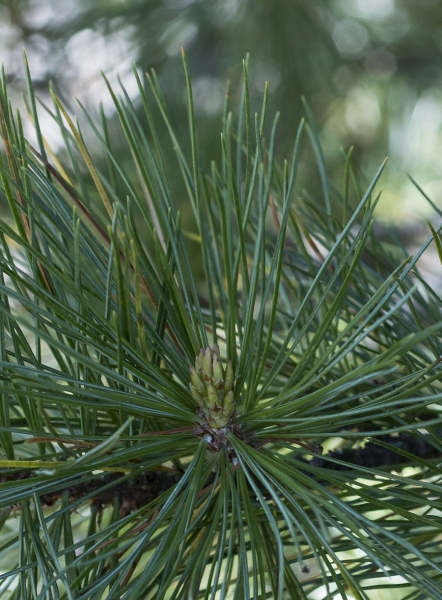 Pflanzenbild gross Arve - Pinus cembra